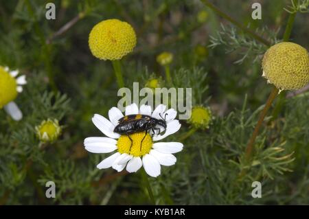 Variable Öl Käfer-Blister Käfer - Gelb Meloid Käfer (Mylabris variabilis) Ernährung eine Blume im Sommer Aveyron - Frankreich Stockfoto