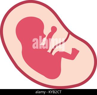 Baby Fetus in der Gebärmutter Symbol auf weißem Hintergrund Vektor-illustration isoliert Stock Vektor