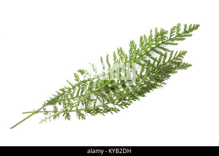Zweige Schafgarbe (Achillea millefolium) auf weißem Hintergrund. Stockfoto