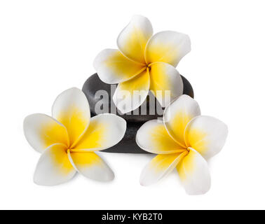 Frangipani Blüten auf Zen Kieselsteinen isoliert auf weiss Stockfoto