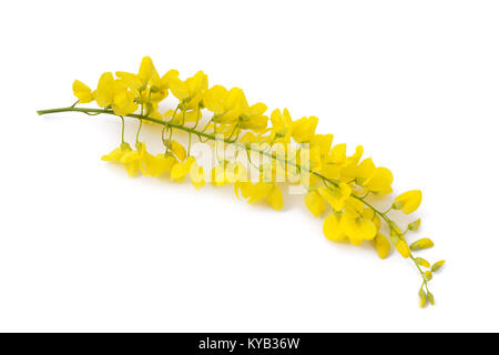 goldene Kette (Laburnum Anagyroides) isoliert auf weiss Stockfoto