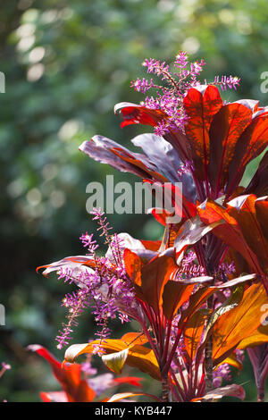 Eine rote Hawaiian Ti Werk in Maui, Hawaii. Stockfoto