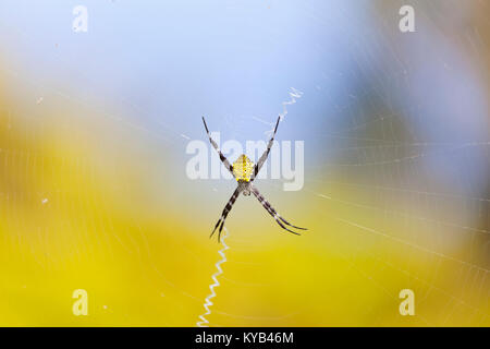 Eine gemeinsame Hawaiian Garden Spider in Maui, Hawaii. Stockfoto