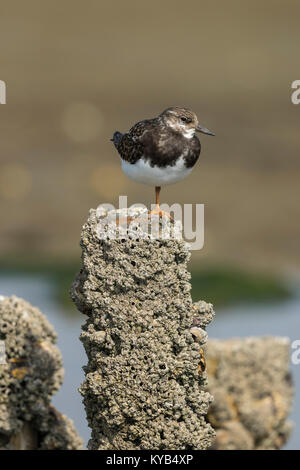 Turnstone (Arenaria interpres) juvenile thront auf einem Bein auf einen Post mit Seepocken Stockfoto