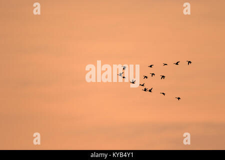 Northern Pintail, (Anas acuta) Herde im Flug bei Sonnenaufgang Stockfoto