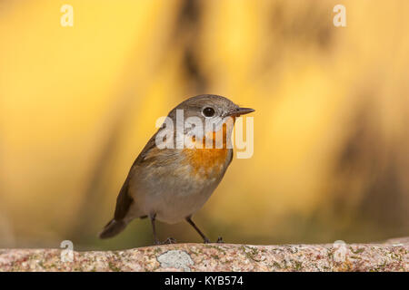 Red-breasted Schopftyrann männlich (Ficedula parva) Stockfoto