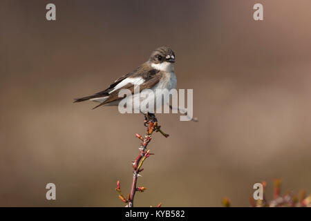 Pied Fliegenfänger, männlich, (Ficedula 'So Sweet), Stockfoto