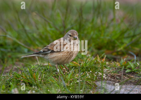 Hänfling (Acanthis cannabina) (Carduelis cannabina), Weibliche Stockfoto