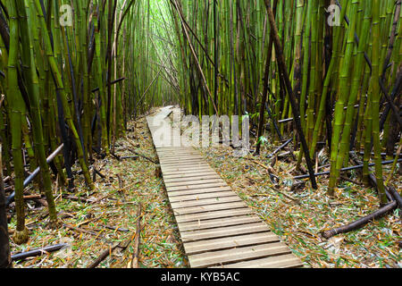 Weise durch einen Bambuswald Auf der Pipiwai Trail Waimoku fällt in Maui, Hawaii. Stockfoto