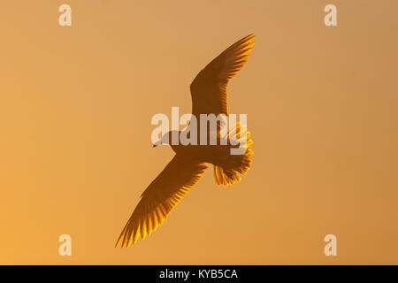 Glaucous Möwe (Larus hyperboreus) Jugendkriminalität, Stockfoto