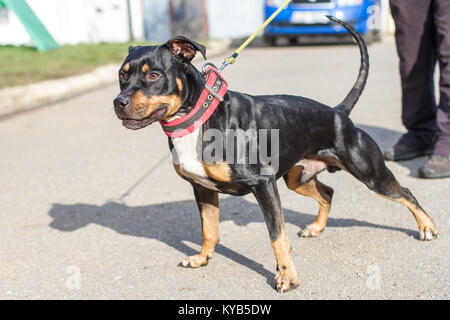 Schwarz und tan farbigen freundlich American Pit Bull Terrier Ziehen an der Leine Stockfoto