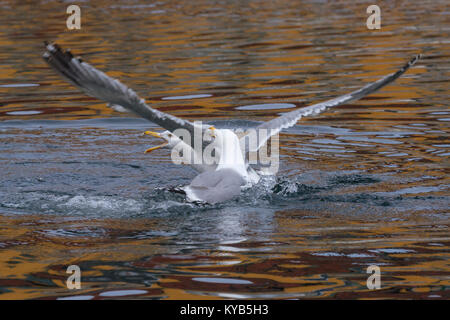 Silbermöwe (Larus argentatus) kämpfen Stockfoto