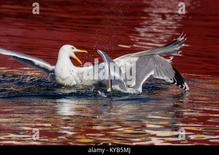 Silbermöwe (Larus argentatus) essen Abfälle von Fischen Stockfoto