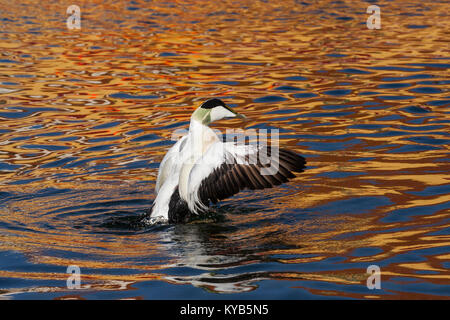 Gemeinsame Eiderente (Somateria Mollissima), männlich wingflapping Stockfoto