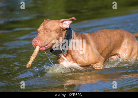 Die amerikanische Grube Stier Terrier holen einen Stock im Wasser Stockfoto