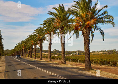 Die berühmten Seppeltsfield Road von Weinbergen und Palmen, Australien, Süd Australien umgeben, Barossa Valley Stockfoto