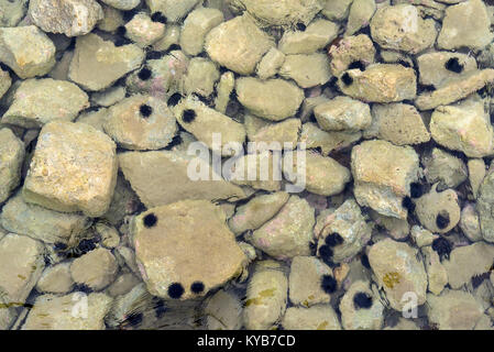 Unterwasser Seeigel Sphaerechinus granularis auf einem Felsen. Stockfoto