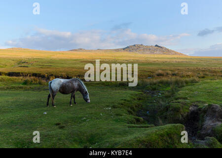 Pony auf den Pisten von Rough Tor auf Bodmin Moor Stockfoto