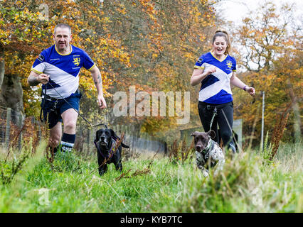 Hunde und Läufer konkurrieren in CaniCross Stockfoto