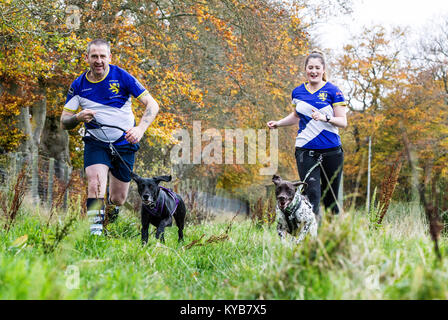 Hunde und Läufer konkurrieren in CaniCross Stockfoto