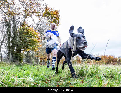 Hunde und Läufer konkurrieren in CaniCross Stockfoto