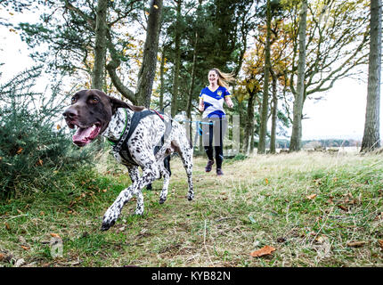 Hunde und Läufer konkurrieren in CaniCross Stockfoto