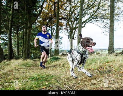 Hunde und Läufer konkurrieren in CaniCross Stockfoto