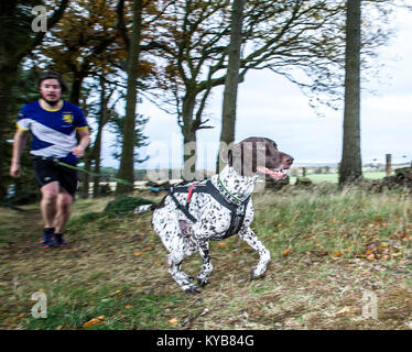 Hunde und Läufer konkurrieren in CaniCross Stockfoto