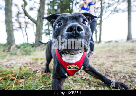 Hunde und Läufer konkurrieren in CaniCross Stockfoto