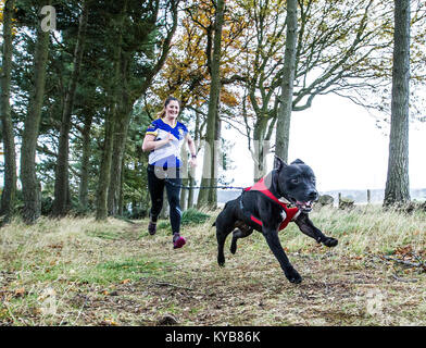 Hunde und Läufer konkurrieren in CaniCross Stockfoto