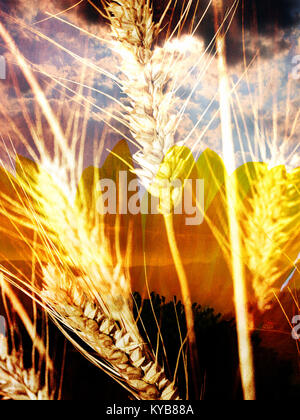Abstrakte goldenen Hintergrund mit Samen und Wolken - Collage aus mehreren Bild Stockfoto