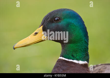 Porträt einer Zucht männliche Stockente Stockfoto