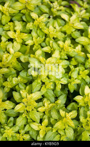 Origanum vulgare Blätter im Frühjahr. Oregano. Stockfoto