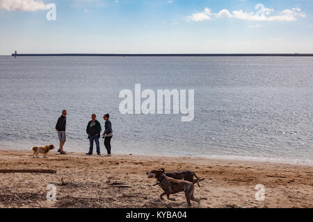 Drei Hundewanderern sprechen Sie am Strand in der Nähe der Fisch Quay, North Shields, Tyne und Wear, während ihre Hunde spielen, Großbritannien Stockfoto