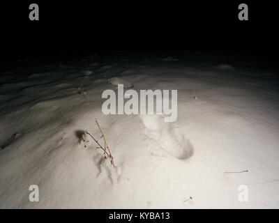 Suche nach Person im Winter Landschaft verschwunden. Das schwache Licht der Scheinwerfer leuchtet auf menschliche Fußspuren im tiefen Schnee. Stockfoto