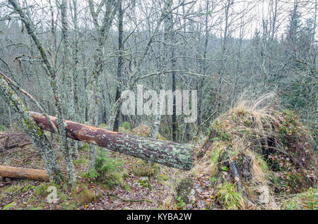 Landsverk 4, Evje Mineralsti. Im Spätherbst gibt es keine Blätter und Reliquien im Wald sichtbar sind, so ist es die beste Zeit, diesen Ort zu besuchen. Stockfoto