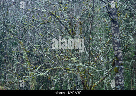 Landsverk 4, Evje Mineralsti. Im Spätherbst gibt es keine Blätter und Reliquien im Wald sichtbar sind, so ist es die beste Zeit, diesen Ort zu besuchen. Stockfoto