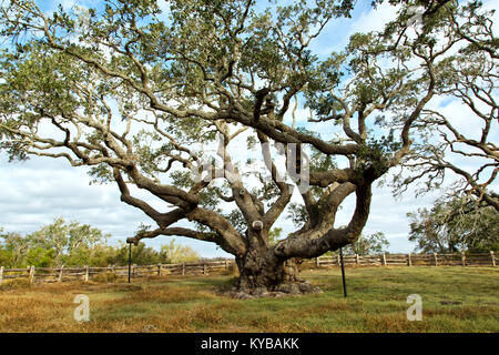 'Big Tree' Coastal Live Oak 'Quercus virginiana', über 1000 Jahre alt. Stockfoto