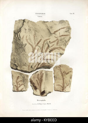 Diese Illustration aus der „Monographie des plantes Fossiles“ zeigt fossile Pflanzen aus Konglomeratsandstein der Vogesen und trägt zu Paläobotanik und prähistorischen Pflanzenstudien bei. Stockfoto