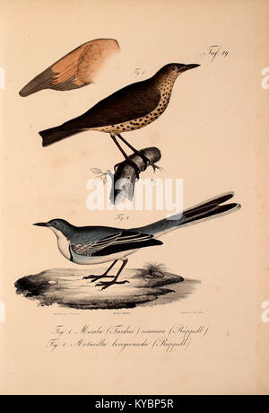 Neue Wirbelthiere zu der Fauna von Abyssinien gehörig BHL 37140261 Stockfoto