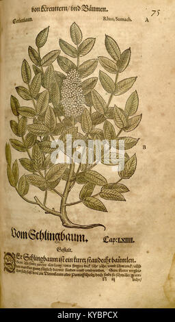 Eine Illustration aus Leonhart Fuchs' Kräuter von 1543, die eine Pflanze mit detaillierten Blumen und Blättern darstellt, die die Präzision der botanischen Kunst der Renaissance widerspiegelt. Stockfoto