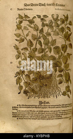 Eine Seite aus Leonhart Fuchs' 1543 Kräuter, die eine Pflanze mit detaillierten Wurzel- und Blattstrukturen veranschaulicht und die botanischen Illustrationstechniken der Renaissance veranschaulicht. Stockfoto