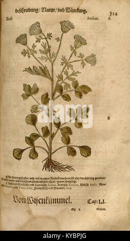 Eine Illustration aus Leonhart Fuchs' 1543 Kräuter, die eine Pflanze mit detaillierten Wurzel- und Blattstrukturen darstellt und die botanischen Illustrationstechniken der Renaissance veranschaulicht. Stockfoto