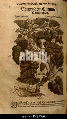 Eine Illustration aus Leonhart Fuchs' Kräuter von 1543, die eine Pflanze mit detaillierten Blumen und Blättern darstellt, die die Präzision der botanischen Kunst der Renaissance widerspiegelt. Stockfoto