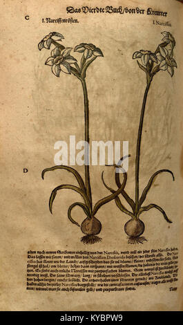 Eine Illustration aus Leonhart Fuchs' 1543 Kräuter, die eine Pflanze mit detaillierten Wurzel- und Blattstrukturen darstellt und die botanischen Illustrationstechniken der Renaissance veranschaulicht. Stockfoto