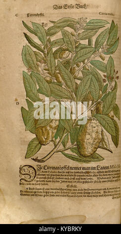 Eine Illustration aus Leonhart Fuchs' 1543 Kräuter, die eine Pflanze mit detaillierten Wurzel- und Blattstrukturen darstellt und die botanischen Illustrationstechniken der Renaissance veranschaulicht. Stockfoto