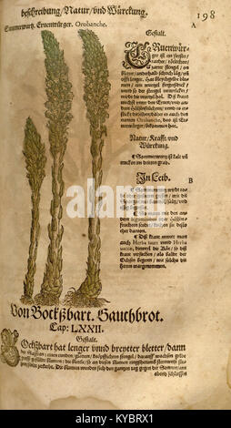 Eine Illustration aus Leonhart Fuchs' 1543 Kräuter, die eine Pflanze mit detaillierten Wurzel- und Blattstrukturen darstellt und die botanischen Illustrationstechniken der Renaissance veranschaulicht. Stockfoto
