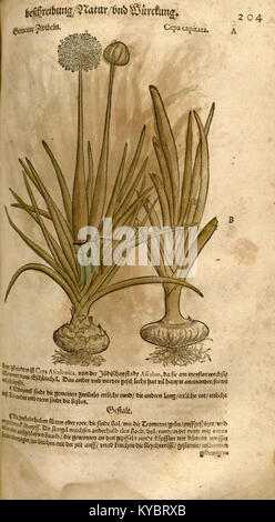 Eine Illustration aus Leonhart Fuchs' 1543 Kräuter, die eine Pflanze mit detaillierten Wurzel- und Blattstrukturen darstellt und die botanischen Illustrationstechniken der Renaissance veranschaulicht. Stockfoto