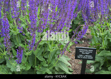 Mehrjährige Salbei-Blüten (Salvia x sylvestris) im Zoo Stockfoto