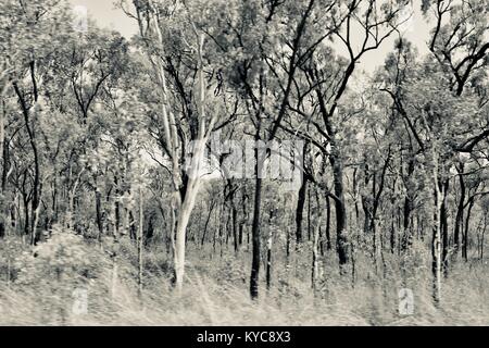 Ackerland und Bush in der Nähe von Clairview, Eukalyptus dominiert Trocken sclerophyll Wald in Schwarz und Weiß, Clairview, Queensland, Australien Stockfoto